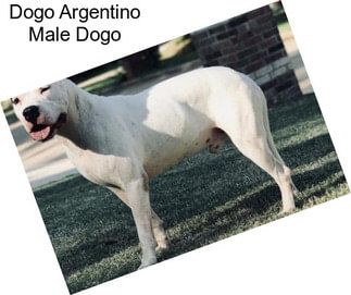 Dogo Argentino Male Dogo