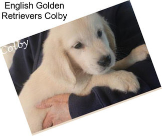 English Golden Retrievers Colby
