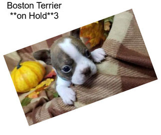 Boston Terrier **on Hold**3