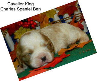 Cavalier King Charles Spaniel Ben