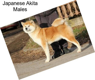 Japanese Akita Males