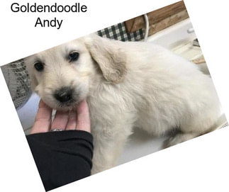 Goldendoodle Andy