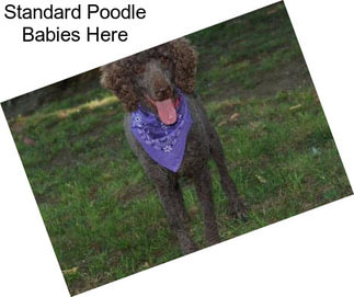 Standard Poodle Babies Here