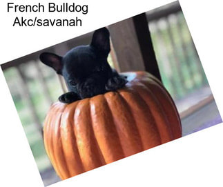 French Bulldog Akc/savanah