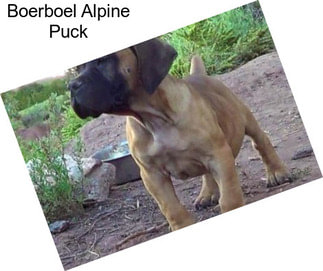 Boerboel Alpine Puck
