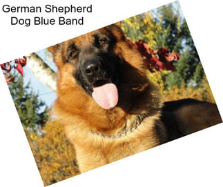 German Shepherd Dog Blue Band