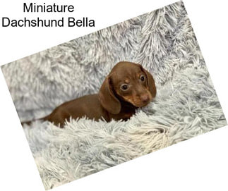 Miniature Dachshund Bella