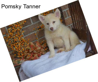 Pomsky Tanner