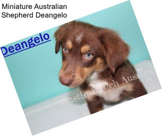 Miniature Australian Shepherd Deangelo