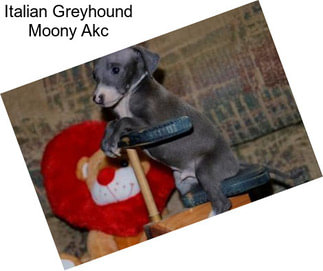 Italian Greyhound Moony Akc