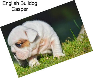 English Bulldog Casper