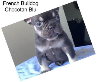 French Bulldog Chocotan Blu