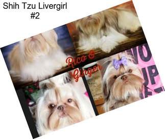 Shih Tzu Livergirl #2