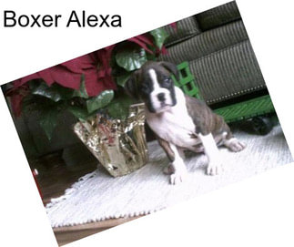 Boxer Alexa