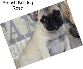 French Bulldog Rose