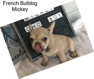 French Bulldog Mickey