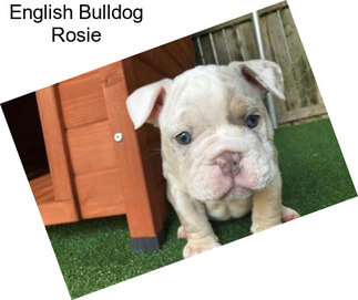 English Bulldog Rosie