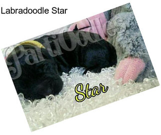 Labradoodle Star