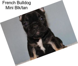 French Bulldog Mini Blk/tan