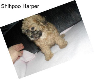Shihpoo Harper