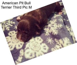 American Pit Bull Terrier Third Pic M