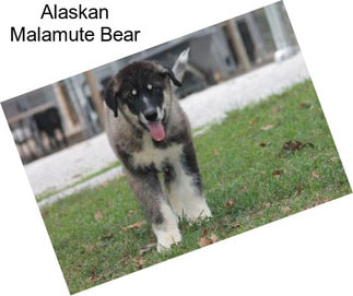 Alaskan Malamute Bear
