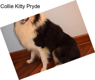 Collie Kitty Pryde