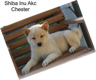 Shiba Inu Akc Chester