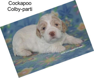 Cockapoo Colby-parti