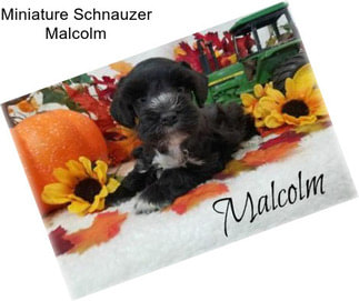 Miniature Schnauzer Malcolm