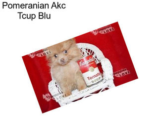 Pomeranian Akc Tcup Blu