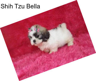 Shih Tzu Bella