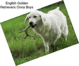 English Golden Retrievers Onna Boys