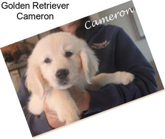 Golden Retriever Cameron