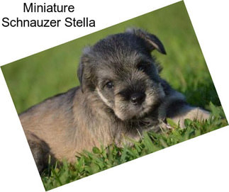 Miniature Schnauzer Stella