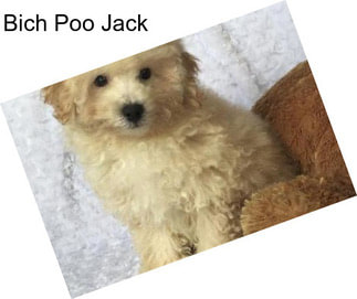 Bich Poo Jack