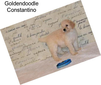 Goldendoodle Constantino