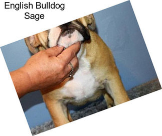 English Bulldog Sage