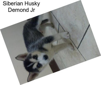 Siberian Husky Demond Jr