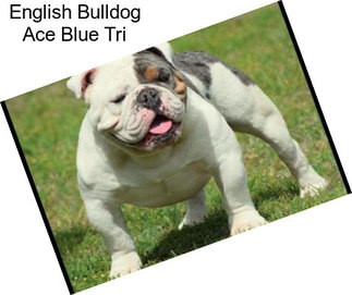 English Bulldog Ace Blue Tri