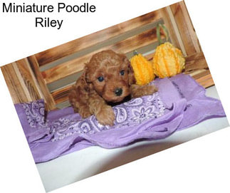 Miniature Poodle Riley