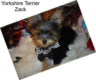 Yorkshire Terrier Zack