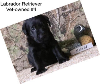 Labrador Retriever Vet-owned #4