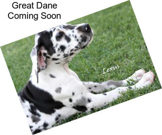 Great Dane Coming Soon