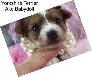 Yorkshire Terrier Akc Babydoll