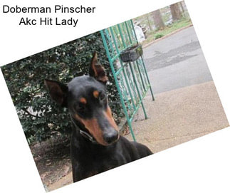 Doberman Pinscher Akc Hit Lady