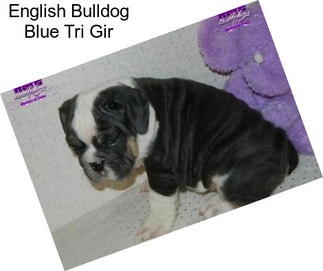 English Bulldog Blue Tri Gir