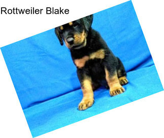 Rottweiler Blake