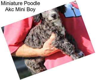 Miniature Poodle Akc Mini Boy