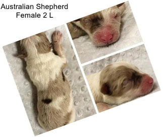 Australian Shepherd Female 2 L